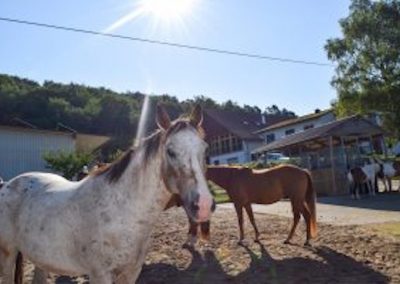 Auslauf im Aktivstall EIflerhof