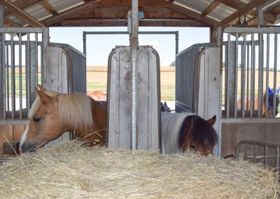 Fressende-Pferde-Heustation