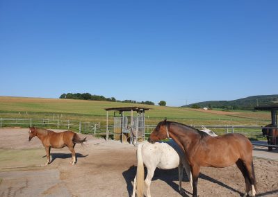 Gruppenhaltung-Aktivstall-