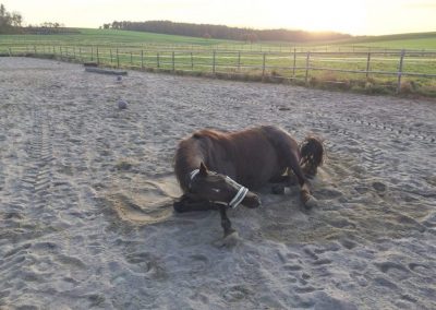 HIT Aktivstall in Limbach