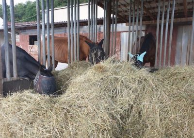 Heustation-Selektion-Aktivstall