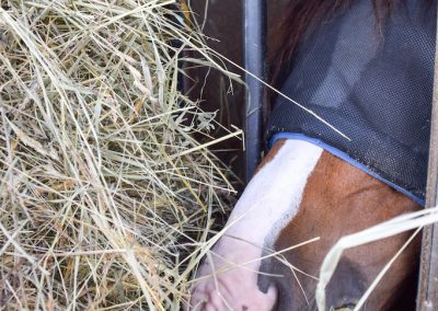 Heustation-fressendes Pferd