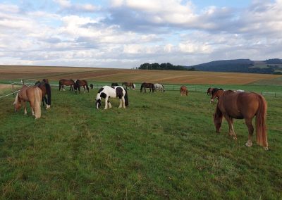 Koppel Eiflerhof Aktivstall