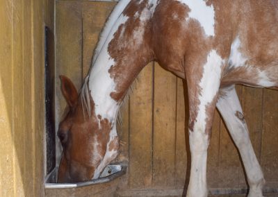 Kraftfutterstation-selektive Fütterung im Aktivstall