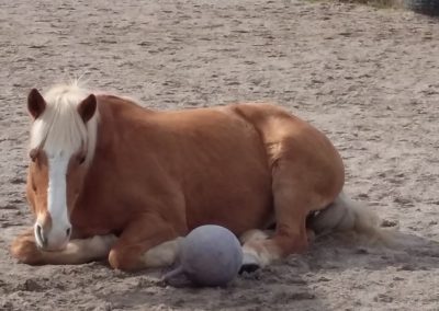 Liegendes-Pferd im Aktivstall