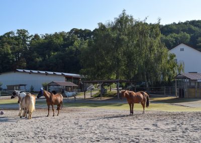 Pferde-Aktivstall Eiflerhof