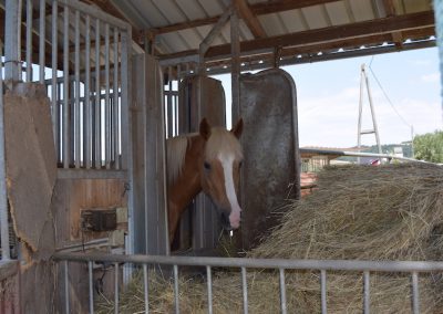 Pferdepension-Heustation