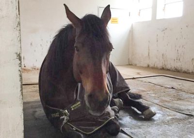 Ruheraum Eiflerhof Aktivstall