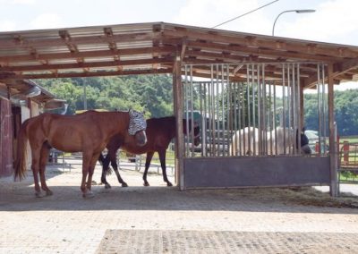 Selektionsbereich Aktivstall