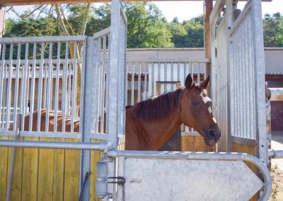 Selektionstore im Aktivstall