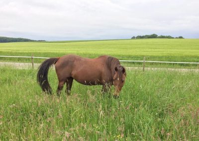 Weide Aktivstall in Limbach