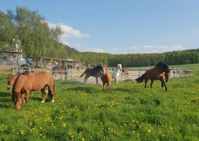 Weide-Eiflerhof-2019